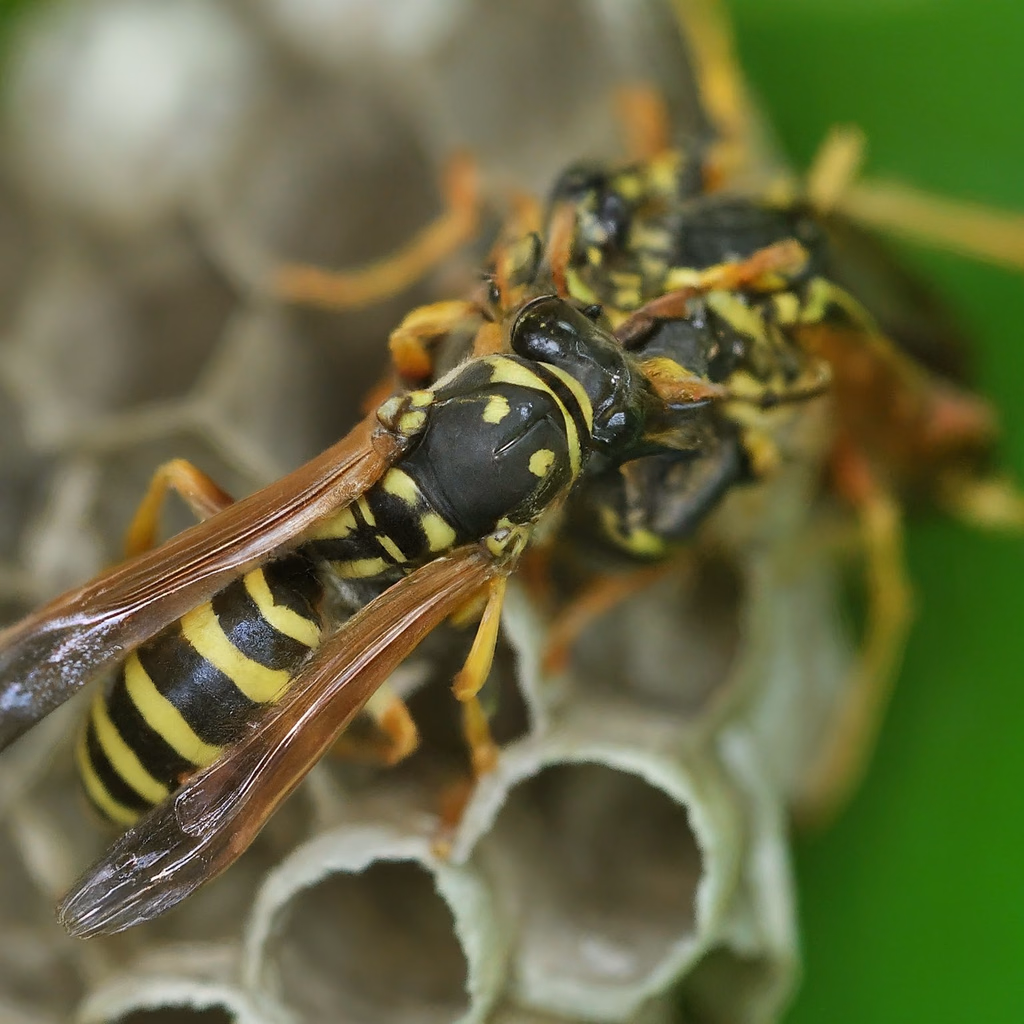 A yellow-and-black wasp on the cells of its nest, close up