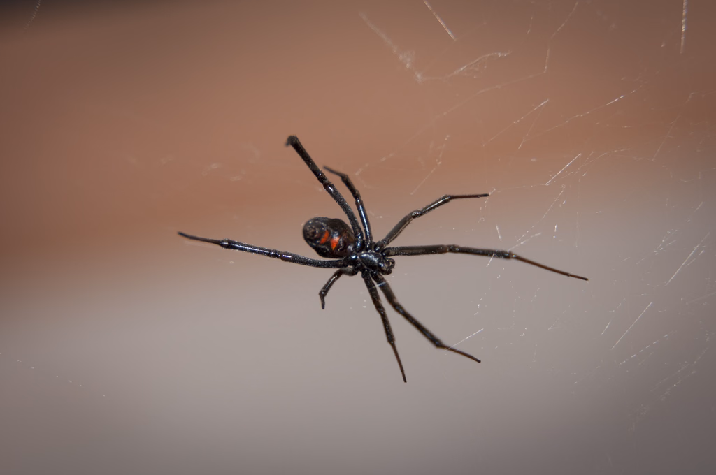 A black widow spider hanging in its web